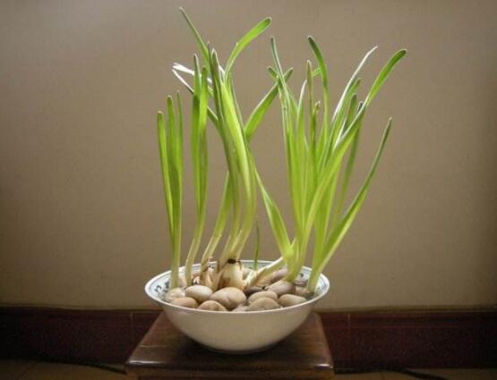 水仙花水養(yǎng)怎么選盆，選圓形、橢圓形、淺盆、淺盤最為合適