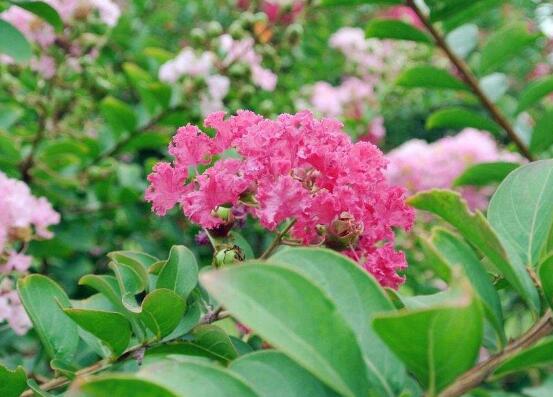 薔薇葉子發(fā)黃還能活么，薔薇花葉子發(fā)黃怎么辦