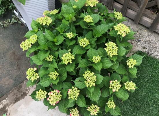 繡球花什么時候開花，繡球花一年開幾次花