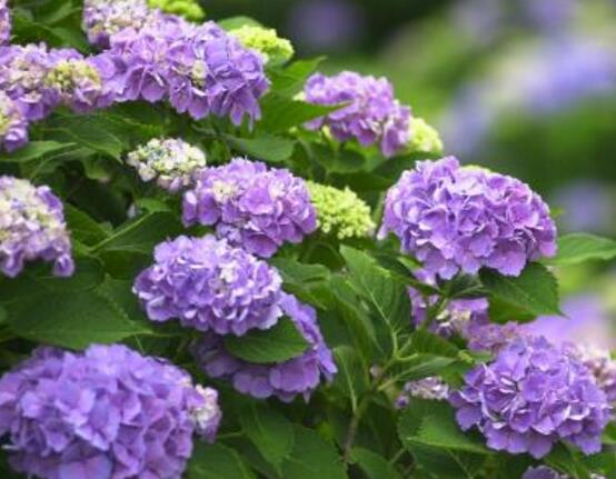 繡球花花期多久，花開(kāi)花謝持續(xù)25天(6-8月開(kāi)花)