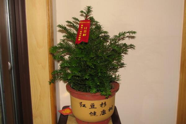 紅豆杉的花語和傳說，花語高傲、傳說凄涼
