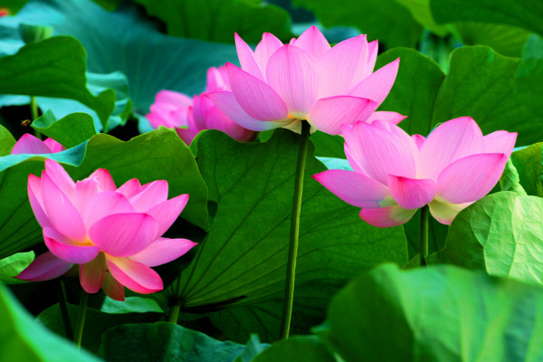 荷花什么時候開，夏季6~9月綻放