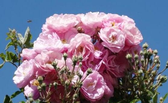 薔薇花種子怎么種，盤點(diǎn)薔薇花種子種法