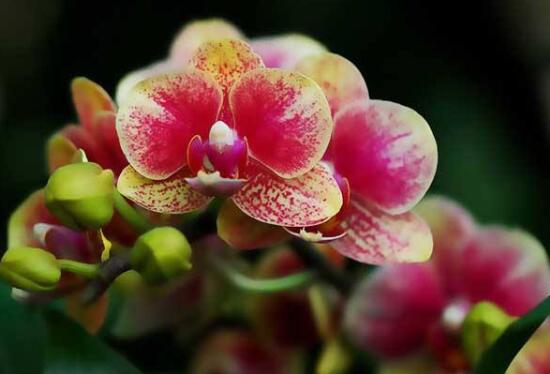 蝴蝶蘭什么時候開花，蝴蝶蘭一年開幾次花