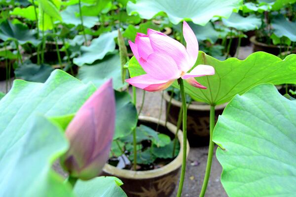 荷花葉子發黃怎么辦，及時修剪并做好消毒處理