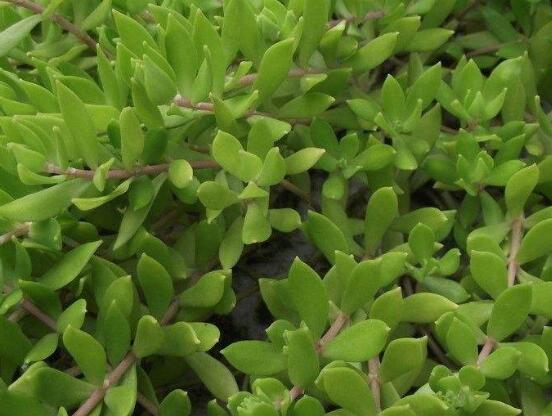 關于玉樹開花的迷信說法，（玉樹開花人離世）是假的