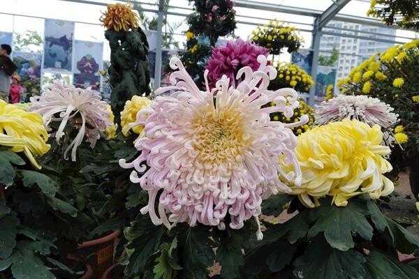 菊花秋天怎么養，保證光照、養分的充足