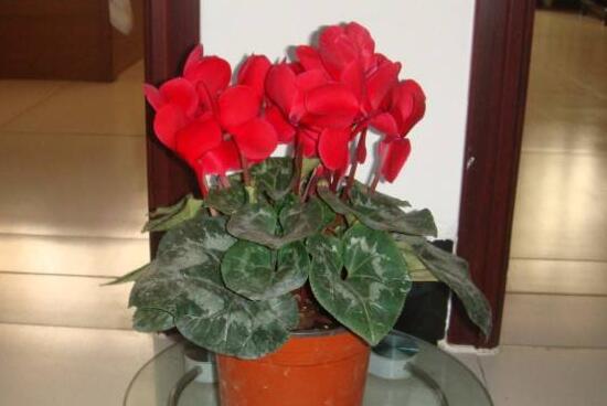 仙客來為什么不開花，仙客來不開花怎么辦