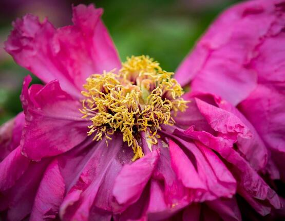 牡丹花什么時候開，牡丹花在每年5月開花(一年開一次)