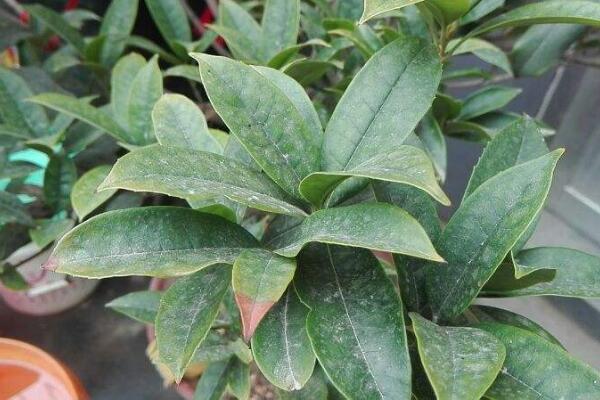 桂花樹葉尖干枯怎么辦，及時(shí)修剪并加強(qiáng)養(yǎng)護(hù)