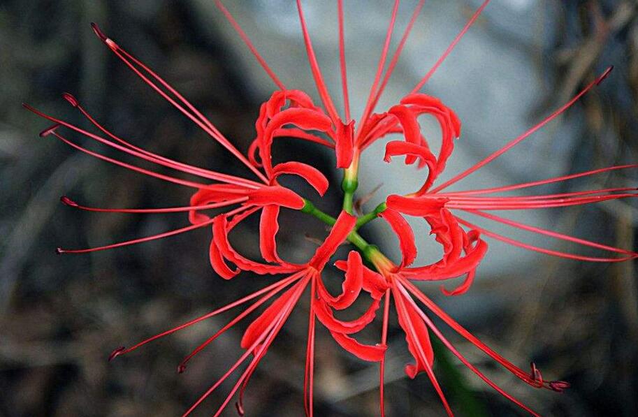 彼岸花花語(yǔ)，在生與死的彼岸盛開(kāi)