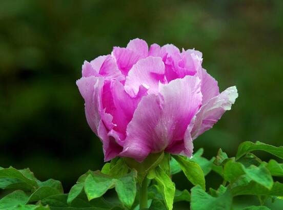 牡丹花花期，牡丹花的花期4-5月份(綻放十天)