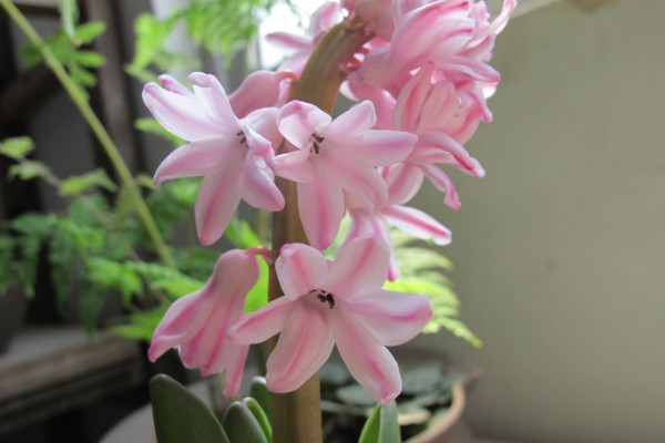 風信子開完花后怎么處理，包裹冷藏來年煥活復花