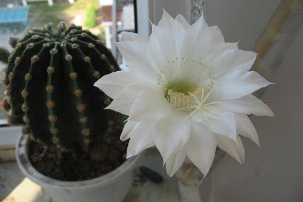 仙人球開花時間，全年都能開花但需要細心的養護