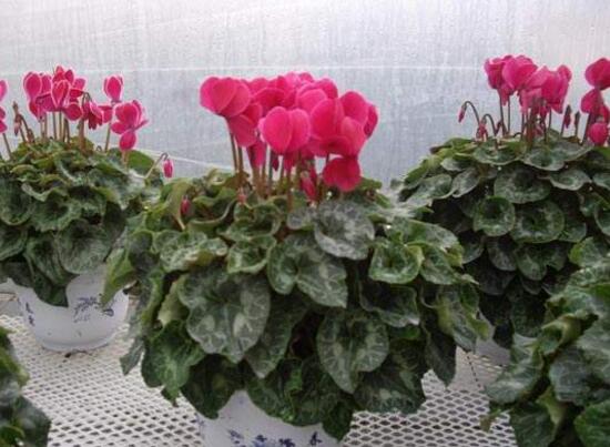 仙客來(lái)什么時(shí)候播種，仙客來(lái)的種植方法