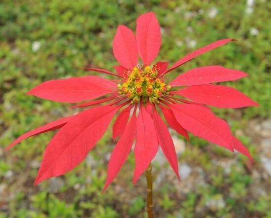 一品紅花語(yǔ)是什么，一品紅花語(yǔ)代表著我的心正在燃燒