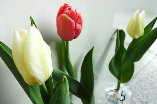 郁金香花開(kāi)后的處理，以下5步處理保證來(lái)年繼續(xù)開(kāi)花