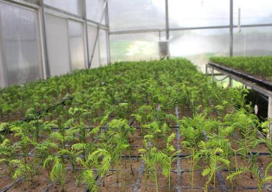 紅豆杉扦插繁殖方法，做好這五大方法便可生根發(fā)芽