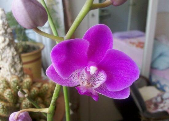 蝴蝶蘭什么時候開花，蝴蝶蘭一年開幾次花