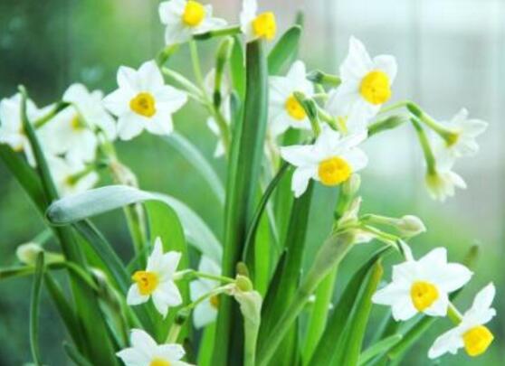 水仙花什么季節(jié)開花，水仙花花期在冬季開放