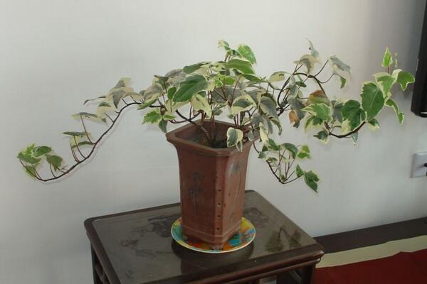 金邊常春藤的養(yǎng)殖方法，以磷鉀肥為主少施氮肥