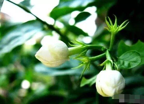 茉莉花爛根怎么救，茉莉花爛根解救辦法