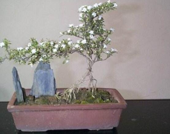 六月雪什么品種好，盤點六月雪最好的三個種類(陰木/金邊/山地)