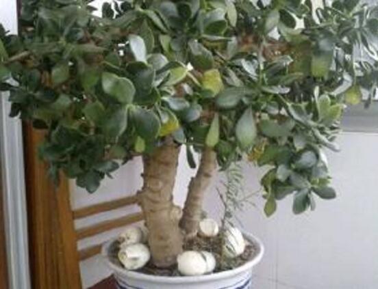 玉樹常見的病蟲害防治，教你四種辦法簡單學會