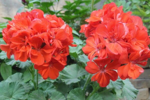 天竺葵不開(kāi)花怎么辦，分析原因及時(shí)處理
