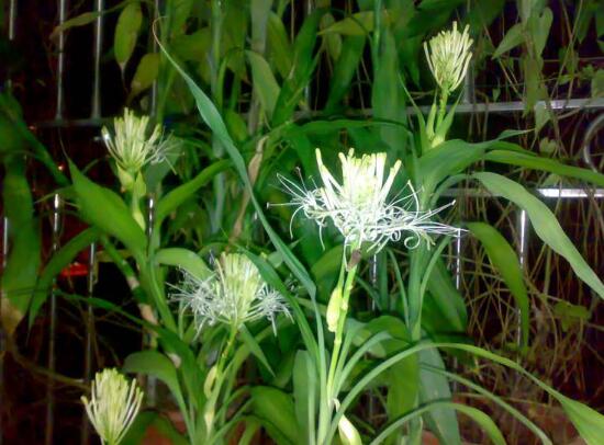 富貴竹開花什么預兆，富貴竹什么時候開花
