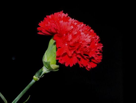 紅色康乃馨代表什么，是對母親的愛、感激和祝福