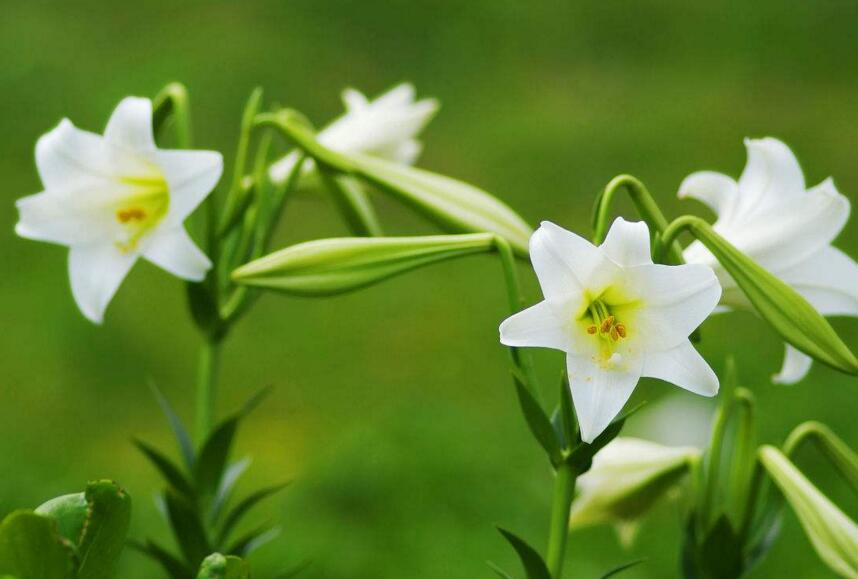 百合花怎么養水里，水培的4個注意事項