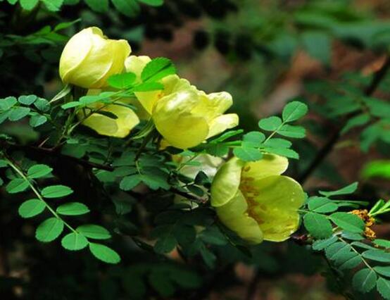 野薔薇花，野薔薇花特點(diǎn)