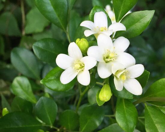 九里香花語是什么，九里香花的寓意象征愛情