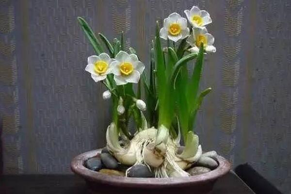 水仙花有什么用處，凈化空氣、室內(nèi)觀賞