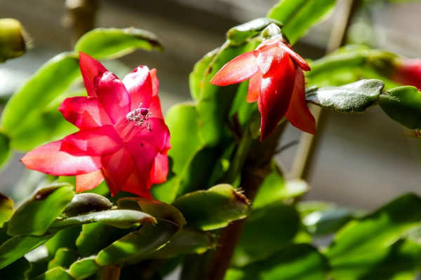阿斯匹林適合澆什么花，玫瑰花/蟹爪蘭/梔子花等