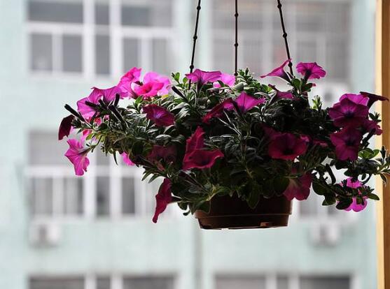 牽牛花的花語是什么，牽牛花代表著愛情、冷靜、虛幻、愛情永固