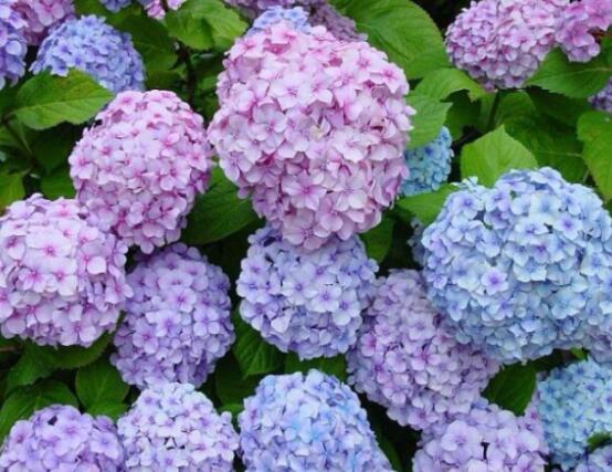 繡球花怎么過冬，教你四點養殖技巧便安然過冬