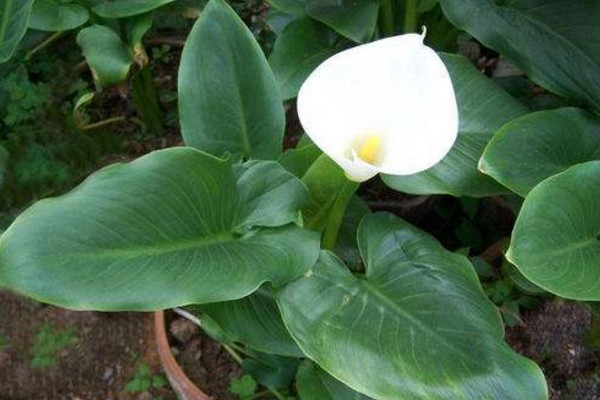 馬蹄蓮開花后怎么處理，花后1~2周進(jìn)行修剪