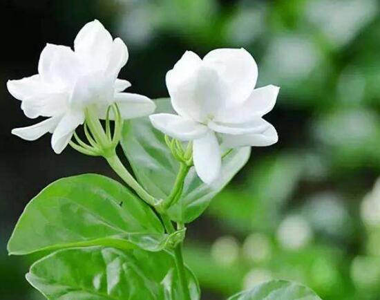 茉莉花花期多久，茉莉花花期長(zhǎng)達(dá)半年(5-10月)