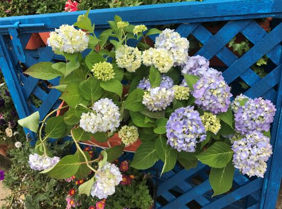 繡球花怎么養，繡球花的養殖方法