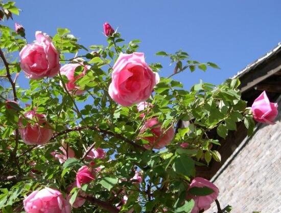 薔薇花的修剪方法，一年可修剪兩次（7-8月/花后12月）