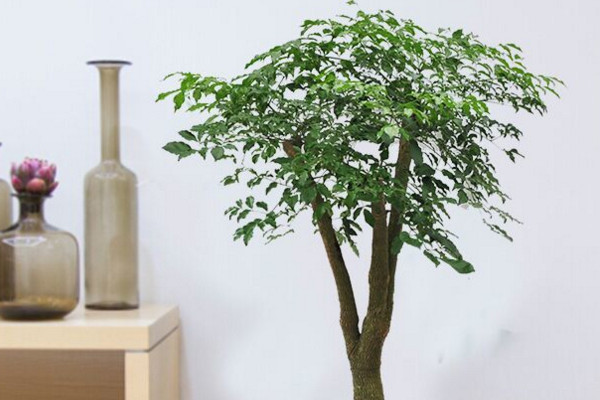 幸福樹幾天澆一次水，一般情況可7~10天澆水一次