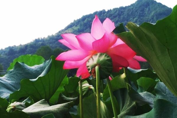 家里為什么不能養(yǎng)荷花，陰氣重且不聚財(cái)