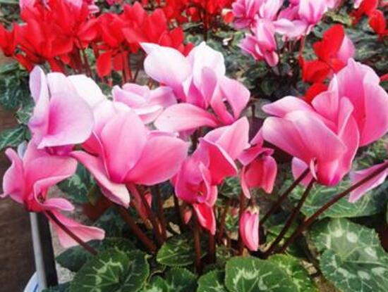 仙客來什么時候開花，仙客來一年開幾次花/冬季開花