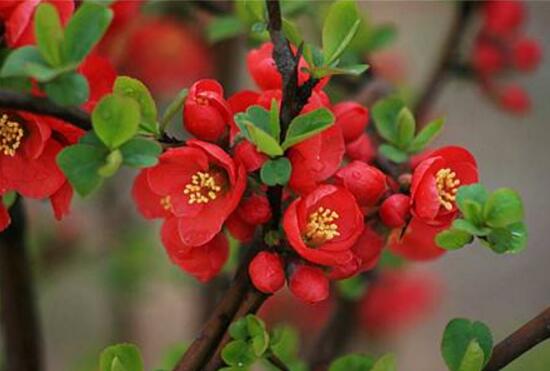 海棠花什么時候開花，盆栽海棠花花期多久