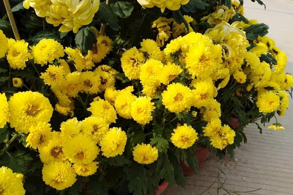 菊花怎么澆水，菊花四季澆水要點以及注意事項