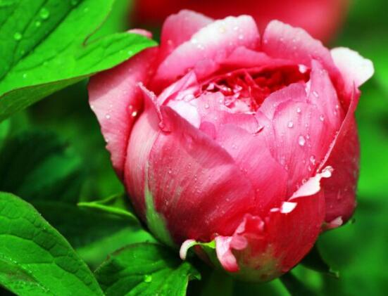 牡丹花花語大全，淡淡的愛、無私的付出(不同顏色不同花語)
