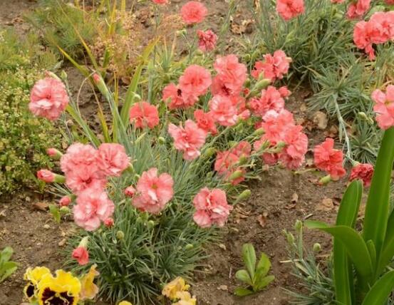 康乃馨一年開(kāi)幾次花，一年只開(kāi)一次花