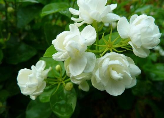 茉莉花怎么澆水，茉莉花澆水方法